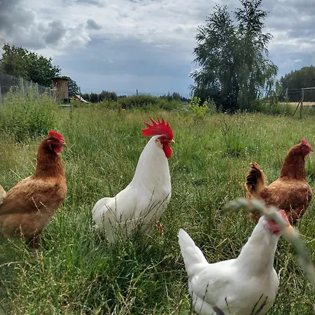 Apartamento Siedlisko Jelonki