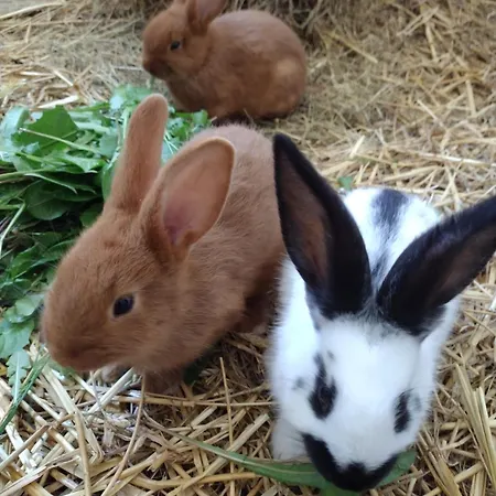 Siedlisko Jelonki Apartamento