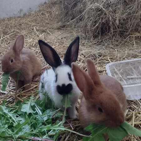 Siedlisko Jelonki Apartamento *